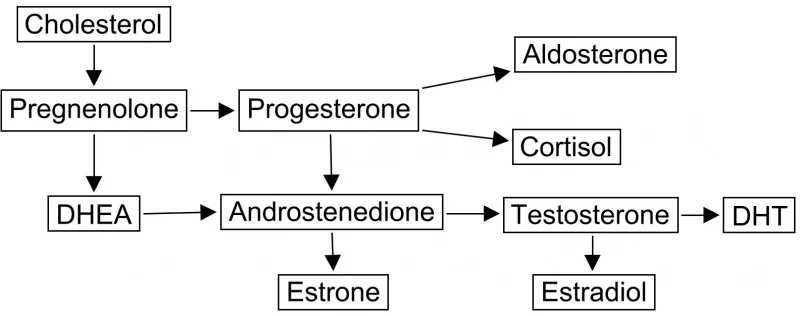 Name: steroid pathway.jpg Views: 1416 Size: 58.0 KB