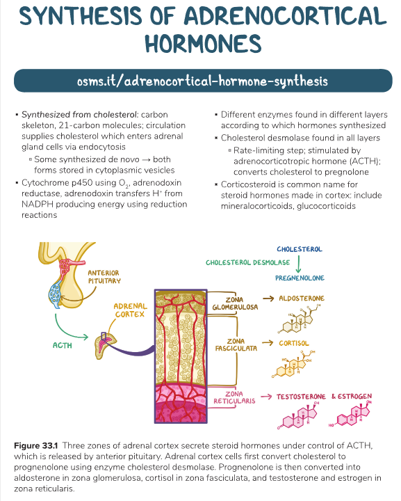 Adrenal Hormones 1.png