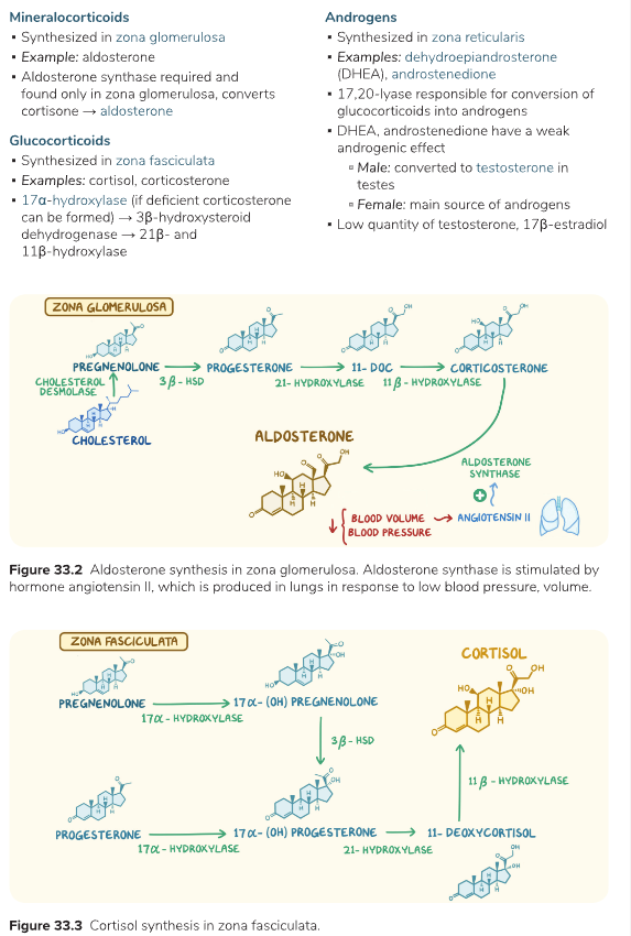 Adrenal Hormones 2.png