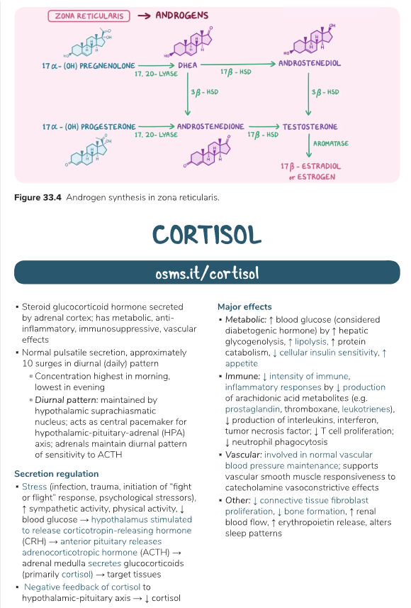 Adrenal Hormones 3.png