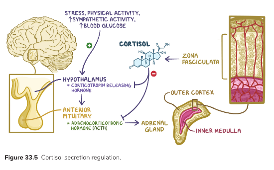 Adrenal Hormones 4.png