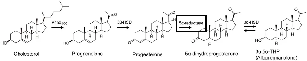 allopregnanolone cascade (1).webp