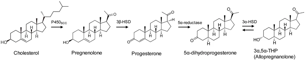 allopregnanolone cascade.webp