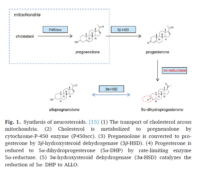 allopregnenolone production from pregnenolone.jpg