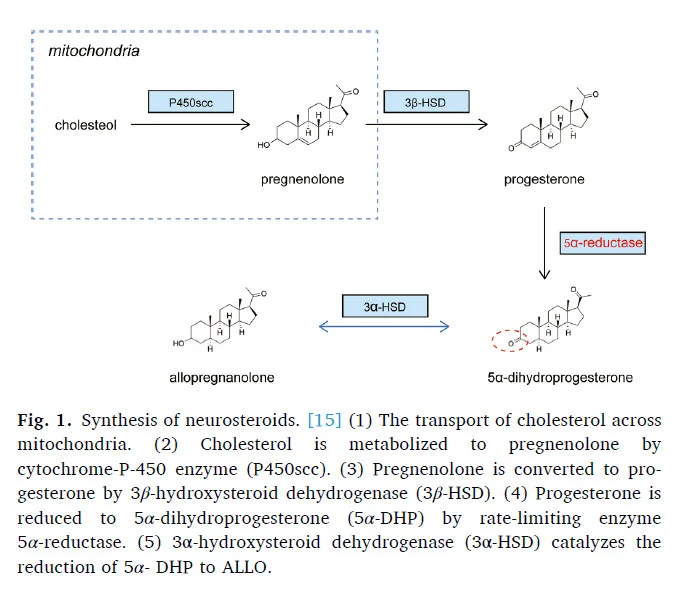 allopregnenolone production from pregnenolone.jpg