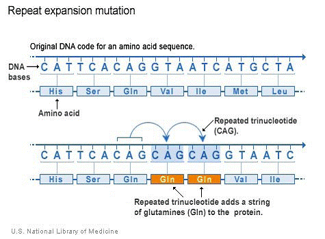 cag repeats.gif