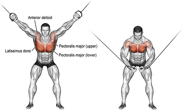 chest cable crossovers.webp