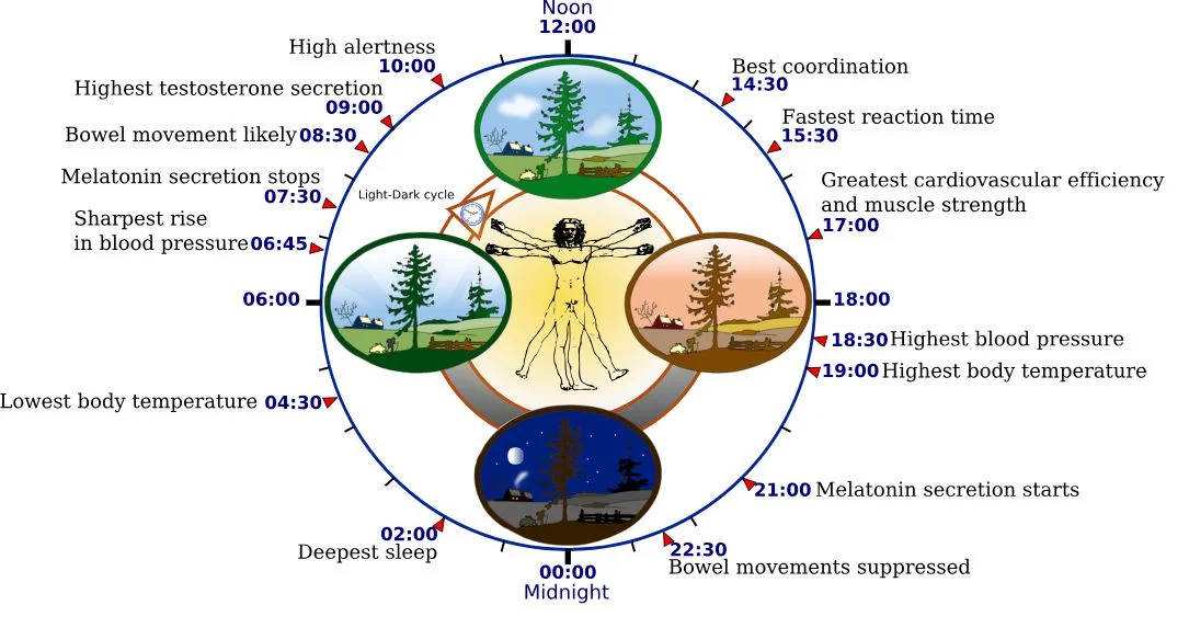 Circadian Cycle.webp