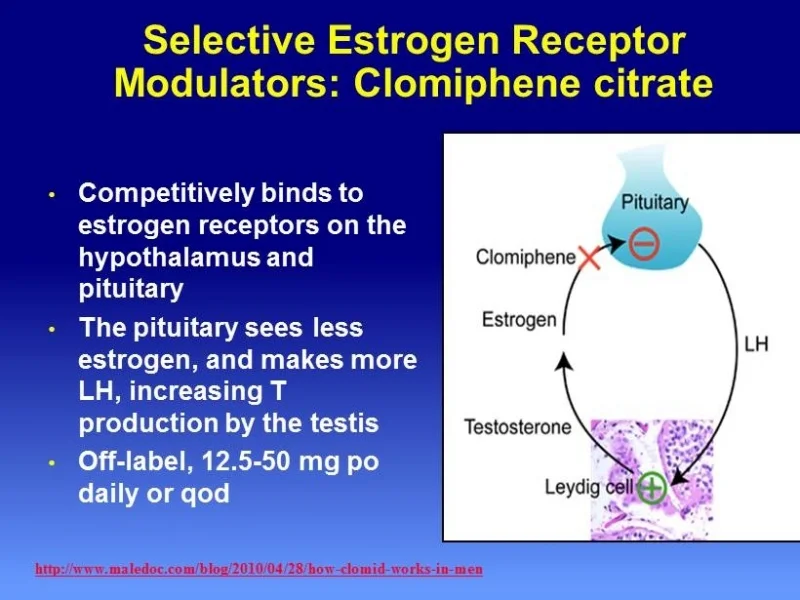 clomiphene men.jpg