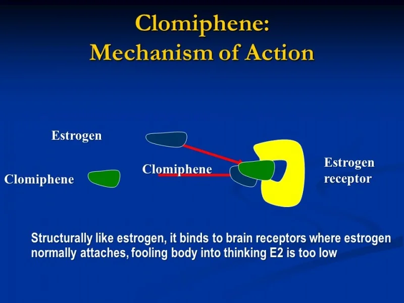 clomiphene mode of action.jpg