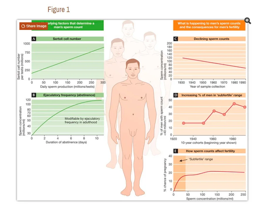 declining fertility in men excelmale.webp