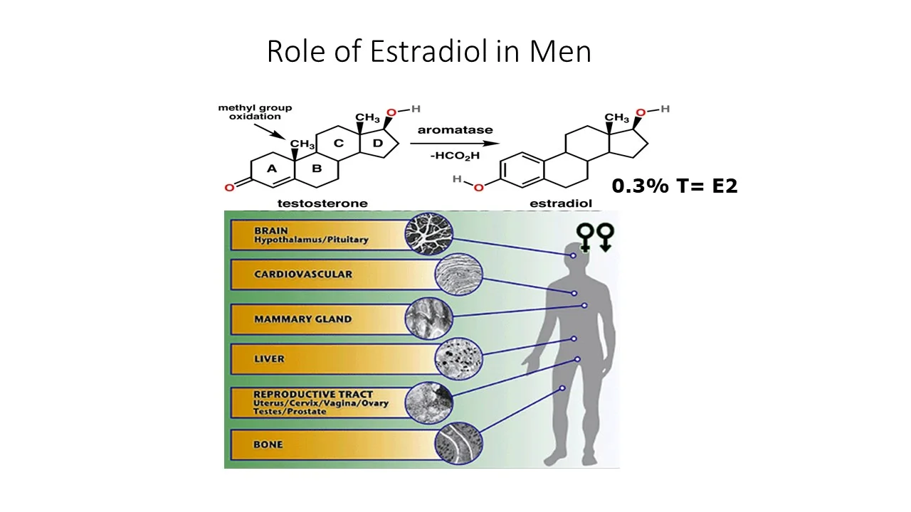 estradiol in men.webp