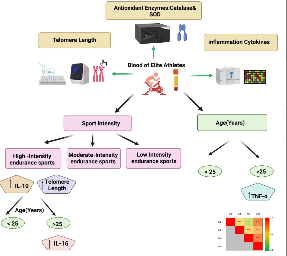 exercise inflammation telomere.webp