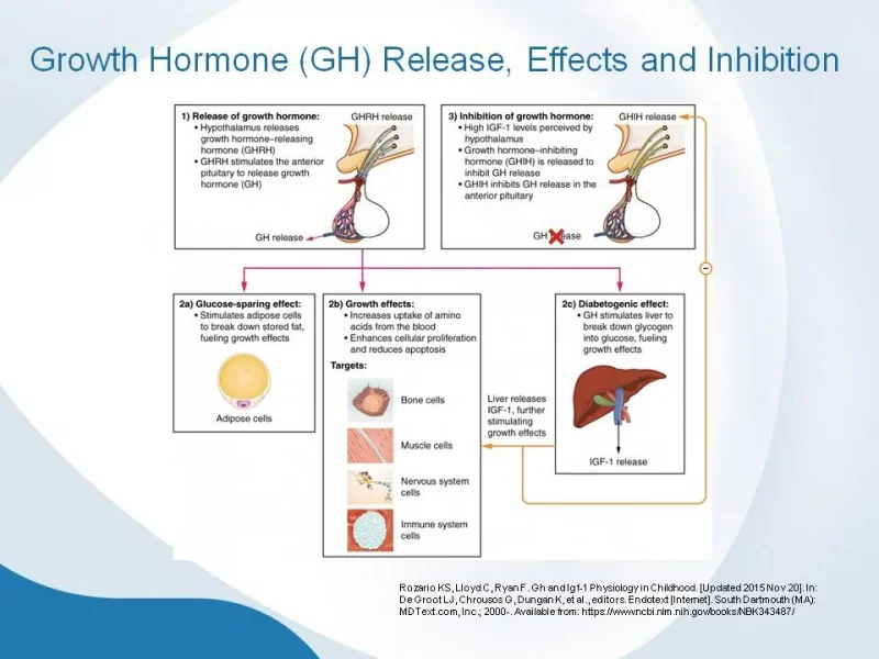 Growth Hormone Axis.webp