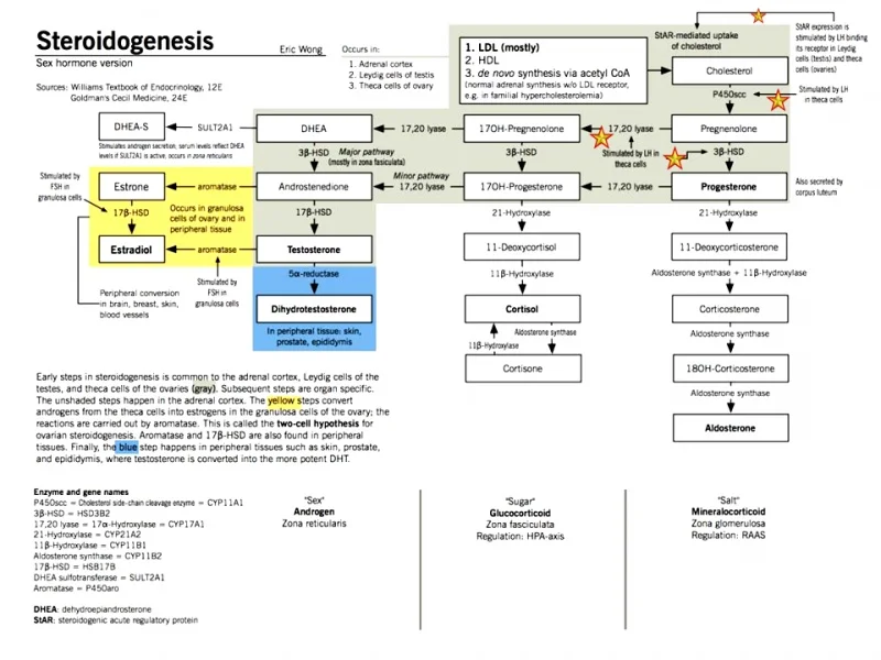 hcg effect in hormonal pathway.jpg