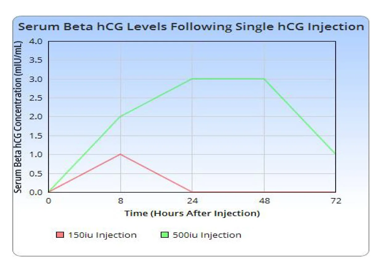 hcg half life.webp