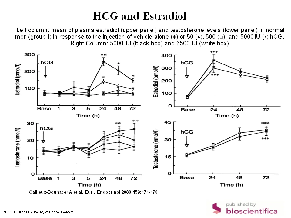 HCG men estradiol.webp