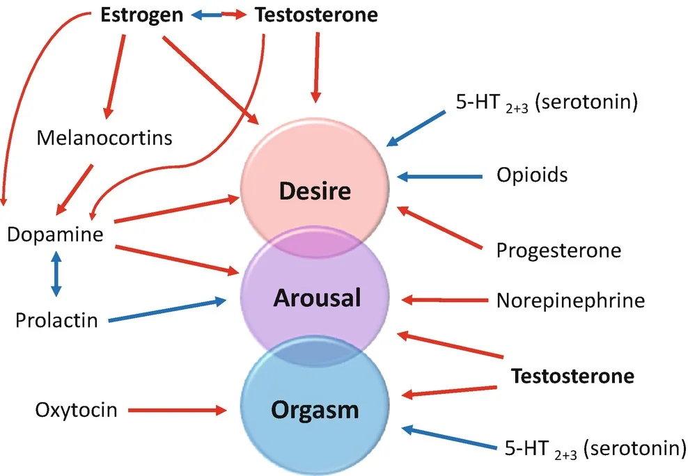 hormones involved in sex drive libido.webp