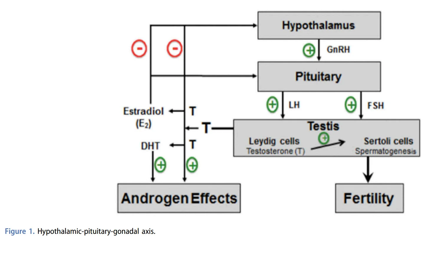 HPTA axis.webp