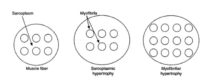 hypertrophy.jpg