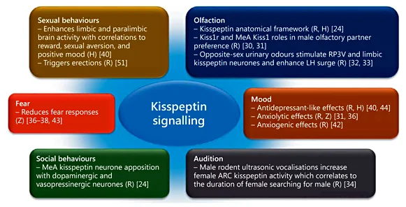 kisspeptin roles.webp