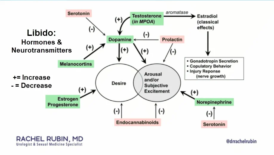 Libido Hormones and Neurotransmitters.webp