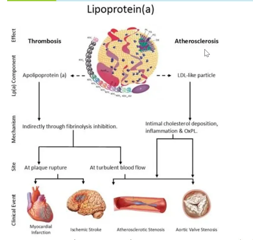 lipoprotein a excelmale.webp