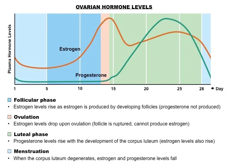 menstrualcycle4_med.webp