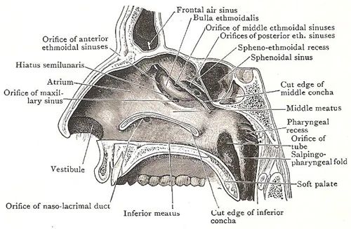 nasal_cavity_and_nasopharynx.webp