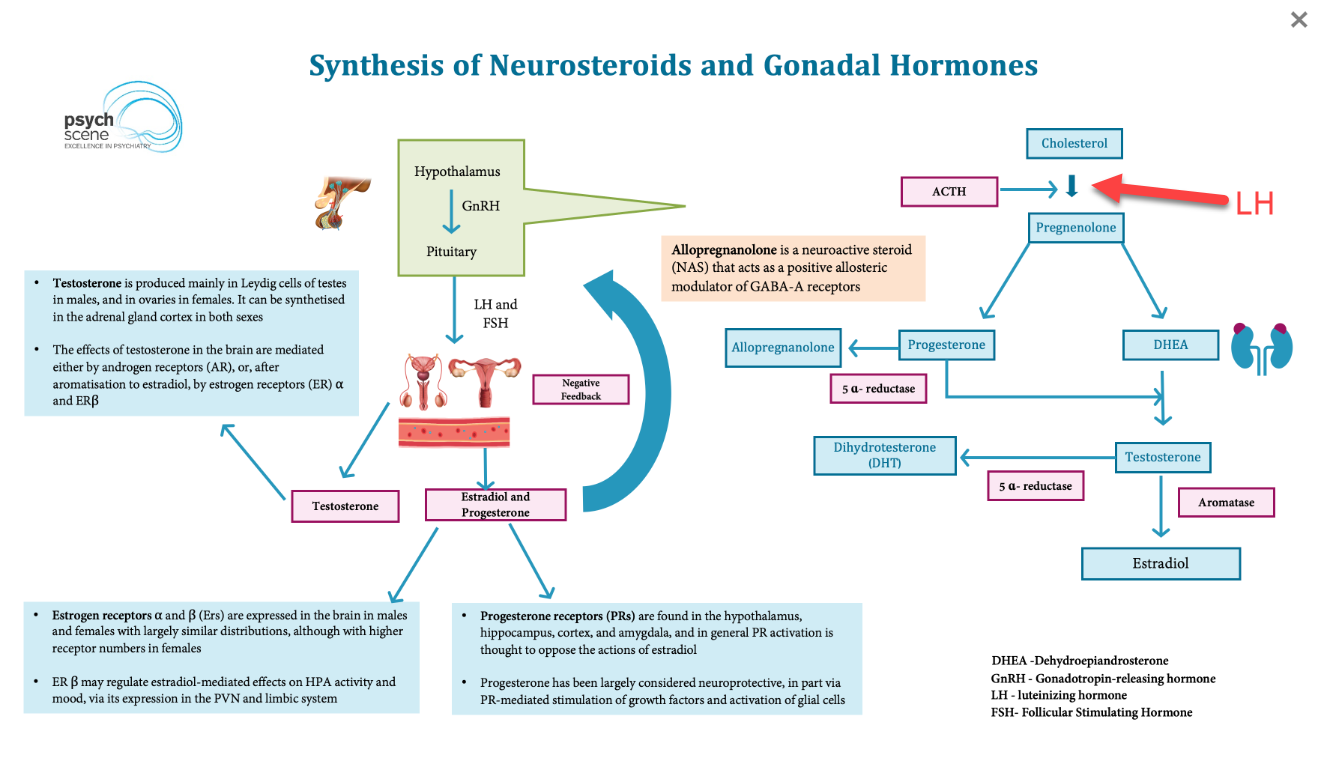 neurosteroids.png