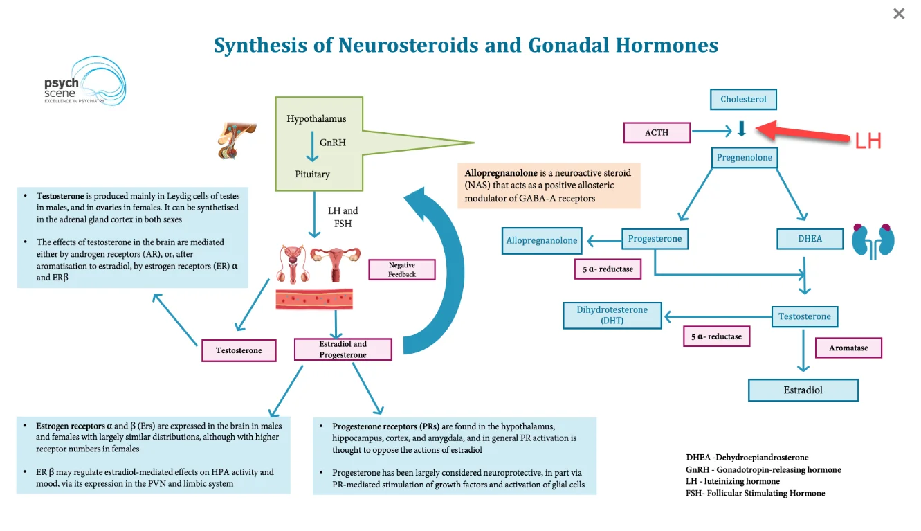 neurosteroids.webp