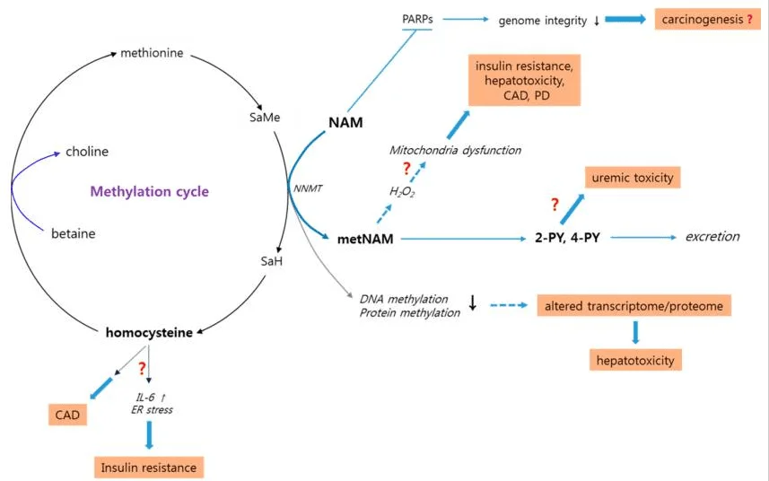 niacinamide risks.webp