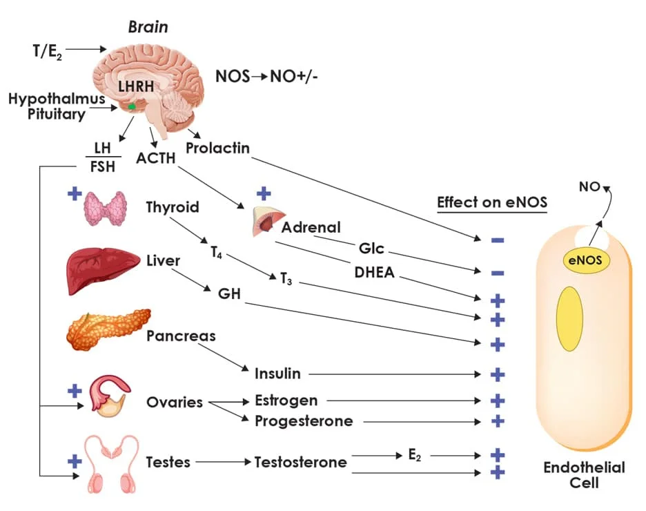 nitric oxide effect on hormones.webp