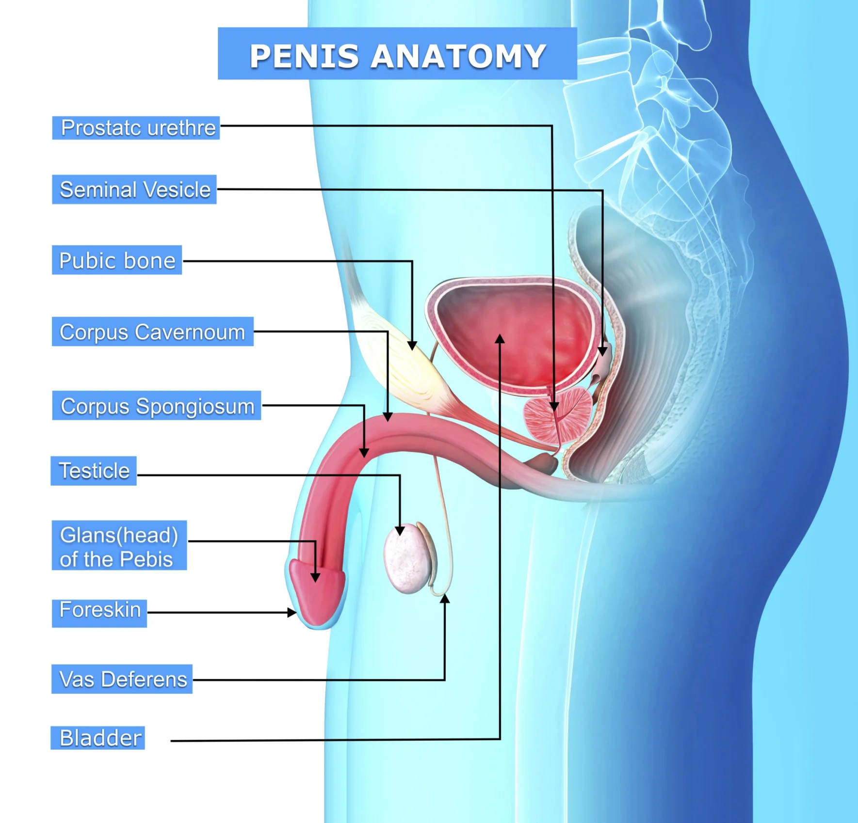 penisorgans.webp