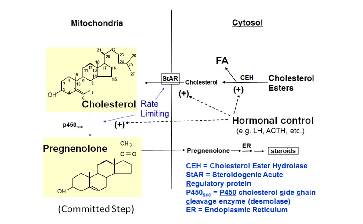 pregenenolone ACTH LH.webp