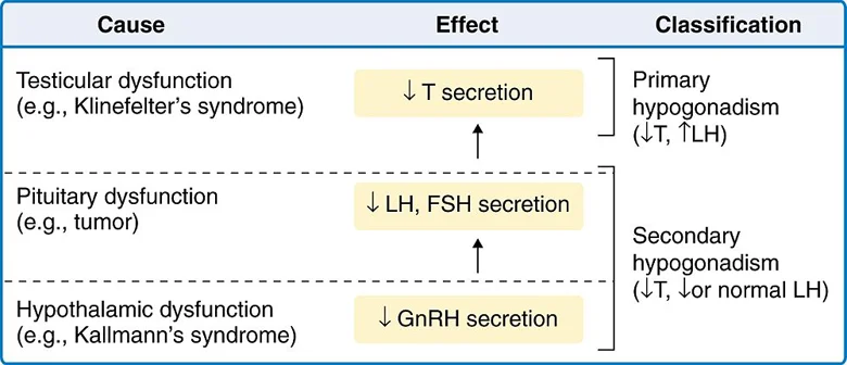 primary and secondary hypogonadism.jpg