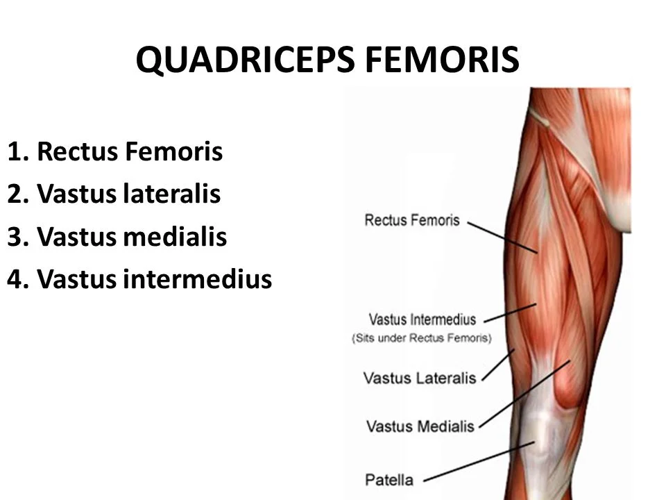 QUADRICEPS+FEMORIS+1.+Rectus+Femoris+2.+Vastus+lateralis.webp