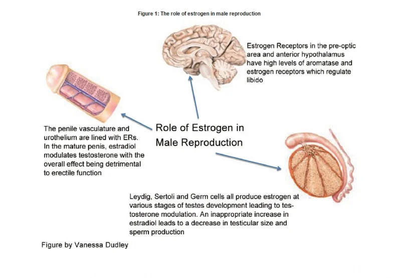 role of estradiol in men.webp