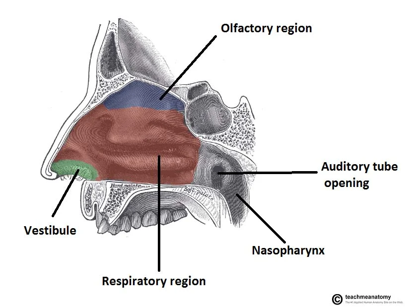 Sagittal-Section-of-the-Nasal-Cavity-The-Three-Anatomical-Regions.webp