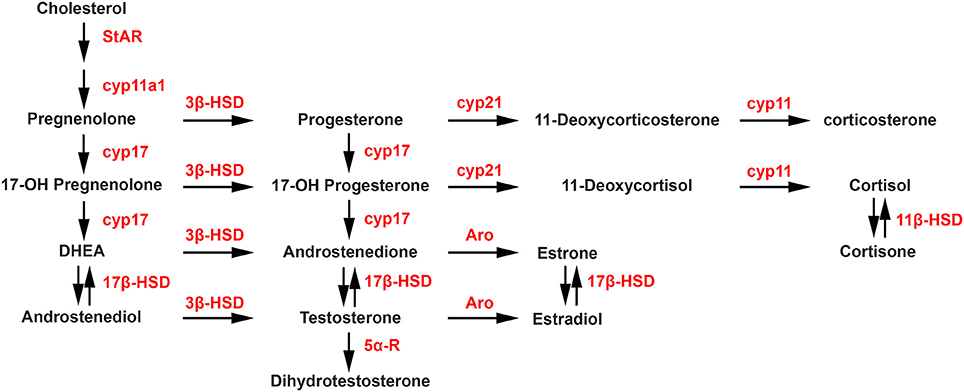 sex hormone cascade.jpg