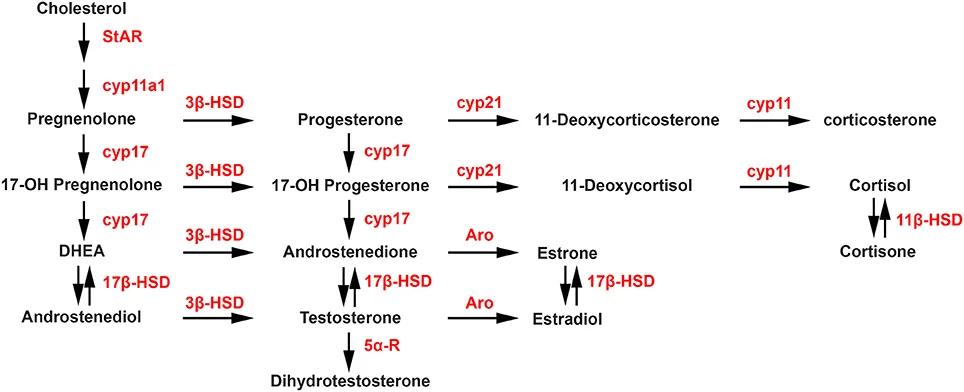 sex hormone cascade.webp