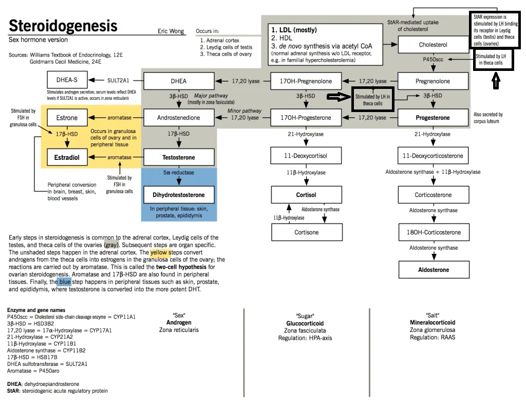 steroidogenesis-sexhormone upstream.png