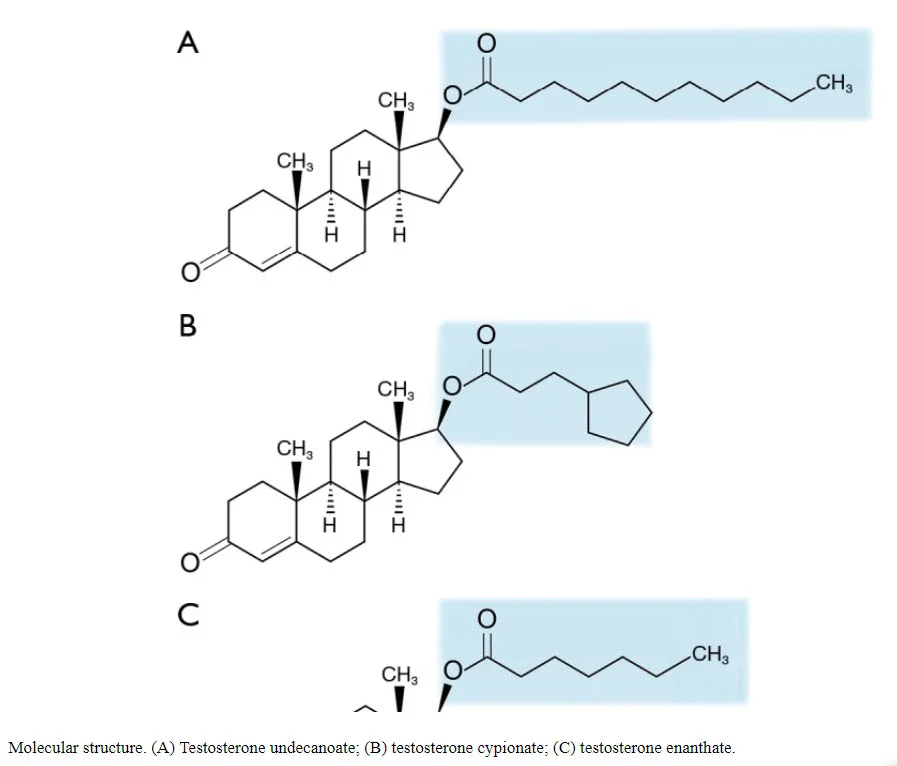 testosterone ester molecules.webp