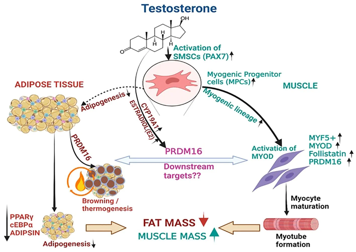 testosterone estradiol effect on fat and muscle.webp