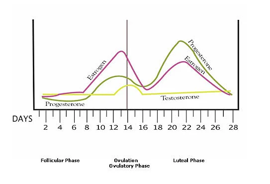 testosterone women cycle.webp