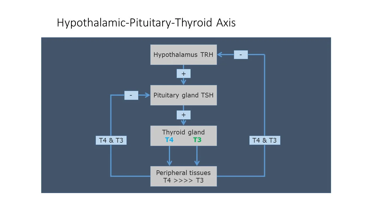 thyroid cascade.webp