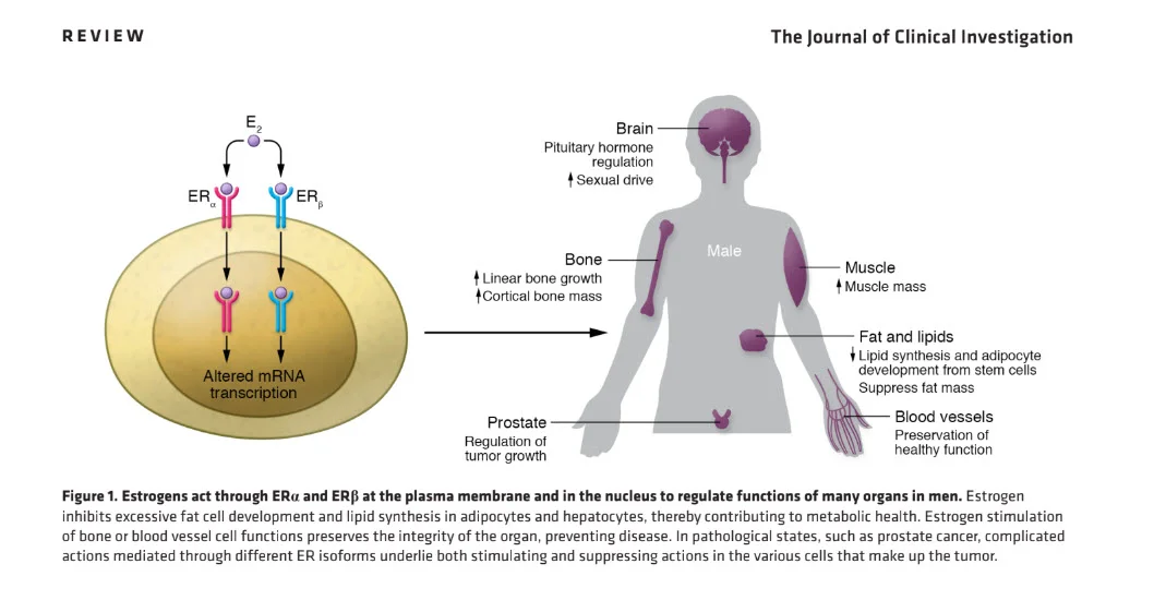 why estrogen is important in men.webp