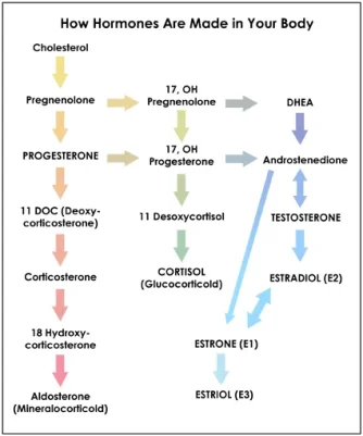 hormones.webp