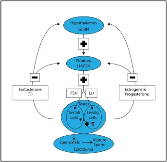 Male Endocrine Model.webp