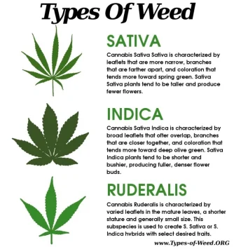 Types-of-Marijuana-Cannabis-Strains.webp